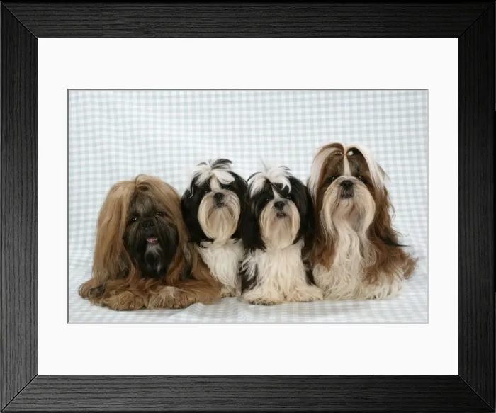 Framed Print : Dog - Shih Tzus on blue checked background Framed Print : Dog - Shih Tzus on blue checked background