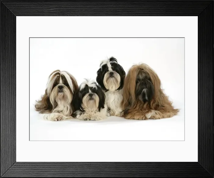 Framed Print : Dog - Shih Tzus - Lying down together Framed Print : Dog - Shih Tzus - Lying down together
