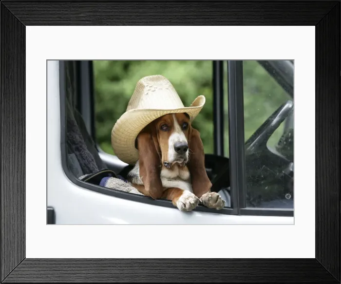 Framed Print : Dog - Basset Hound wearing hat in van Framed Print : Dog - Basset Hound wearing hat in van