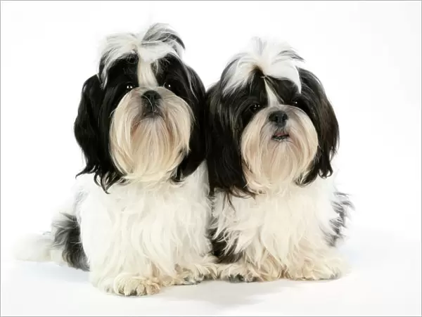 Dog - Black and White Shih Tzu puppies