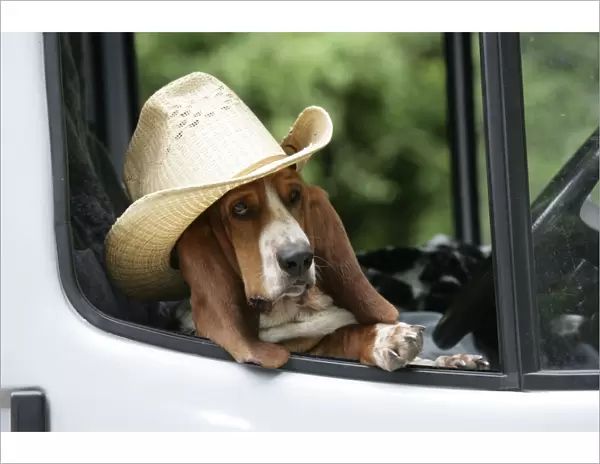 Dog - Basset Hound wearing hat in van