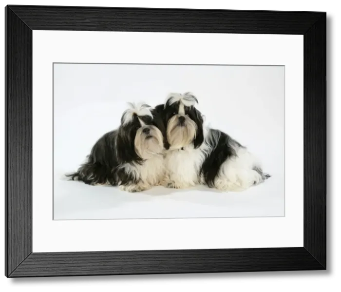Framed Print : Dog - Black and White Shih Tzu puppies Framed Print : Dog - Black and White Shih Tzu puppies