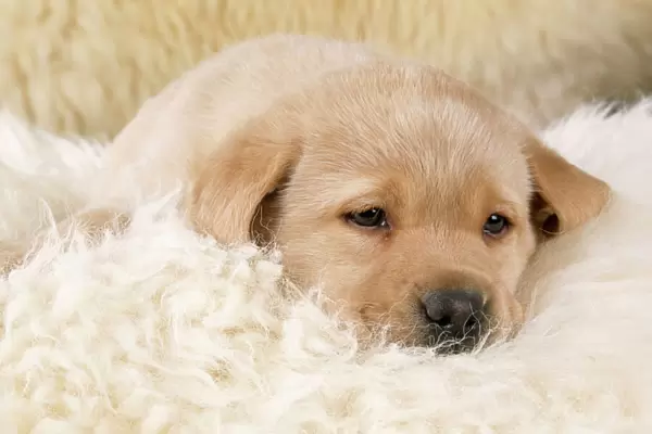 Yellow Labrador Dog - puppy on sheepskin rug