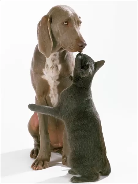 Weimaraner Dog - kissing Blue Cat