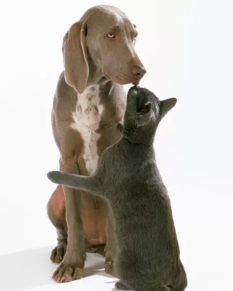 Weimaraner Dog - kissing Blue Cat