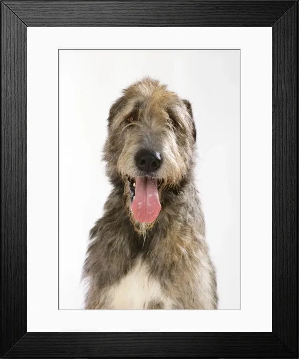 Framed Print : Irish Wolfhound Dog Framed Print : Irish Wolfhound Dog