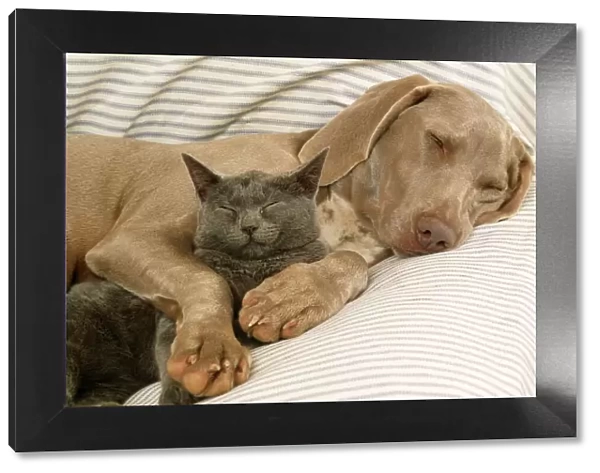 Weimaraner Dog - asleep on sofa with Blue Cat