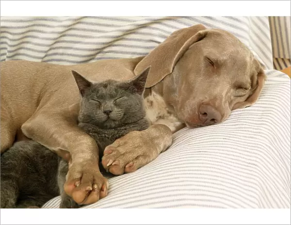 Weimaraner Dog - asleep on sofa with Blue Cat