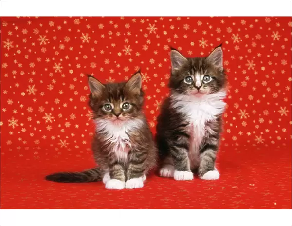 Maine Coon Cat - x2 kittens