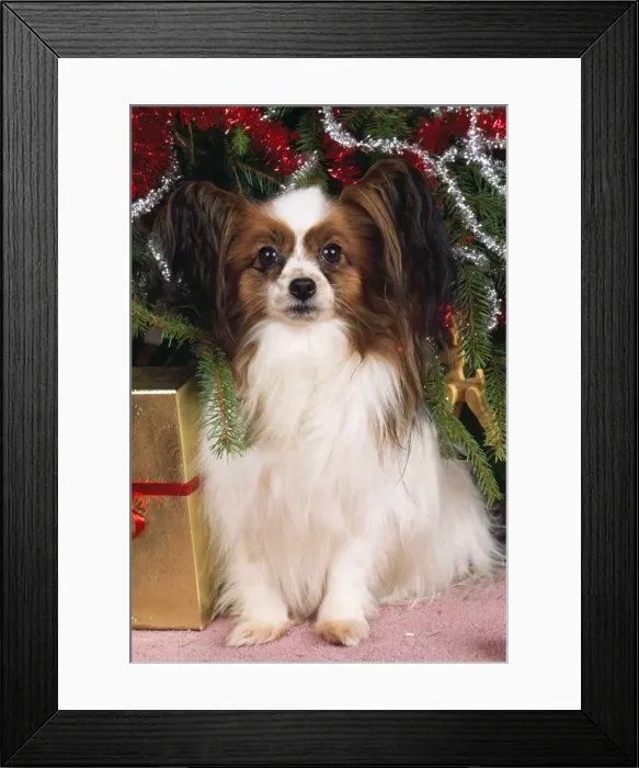 Framed Print : Papillon Dog - under Christmas tree Framed Print : Papillon Dog - under Christmas tree