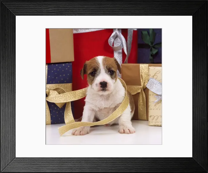 Framed Print : Jack Russel Terrier Dog - puppy with Christmas presents Framed Print : Jack Russel Terrier Dog - puppy with Christmas presents