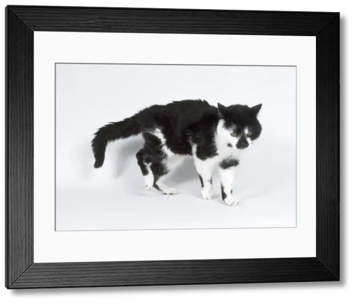 Framed Print : Cat - old decrepit stray Framed Print : Cat - old decrepit stray