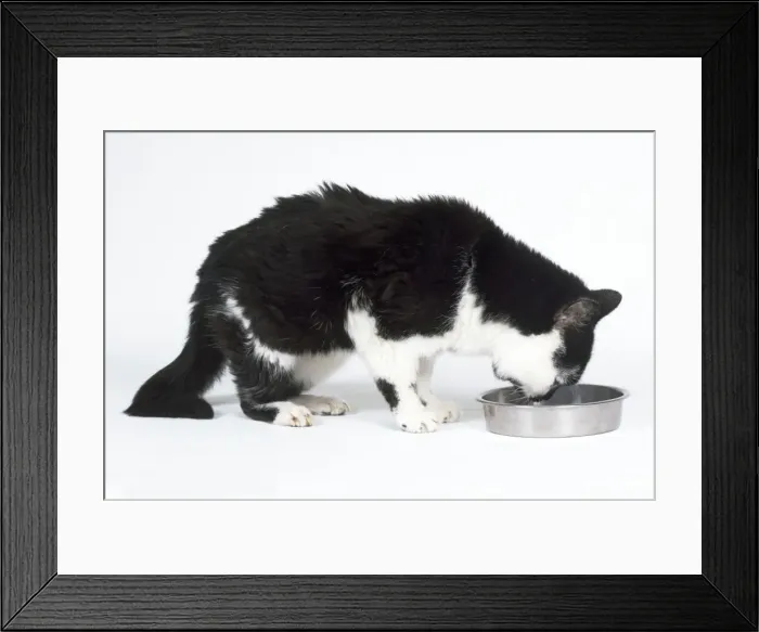 Framed Print : Cat - old decrepit Cat drinking Framed Print : Cat - old decrepit Cat drinking