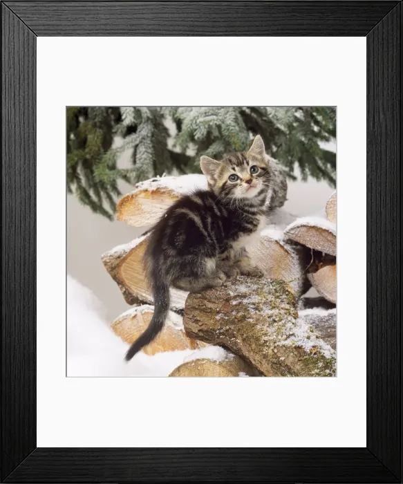 Framed Print : Tabby Cat - kitten on snow covered logs Framed Print : Tabby Cat - kitten on snow covered logs