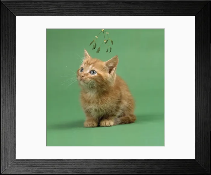 Framed Print : Ginger Cat - kitten on green background under mistletoe Framed Print : Ginger Cat - kitten on green background under mistletoe