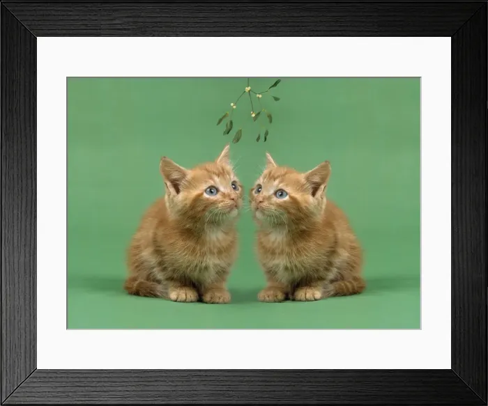 Framed Print : Ginger Cat - x2 kittens on green background, under mistletoe Framed Print : Ginger Cat - x2 kittens on green background, under mistletoe