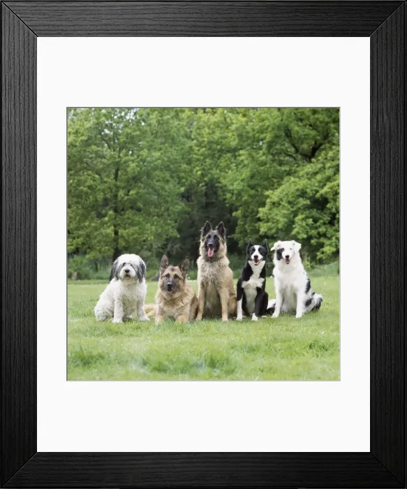 Framed Print : Dogs - line of dog breeds Framed Print : Dogs - line of dog breeds