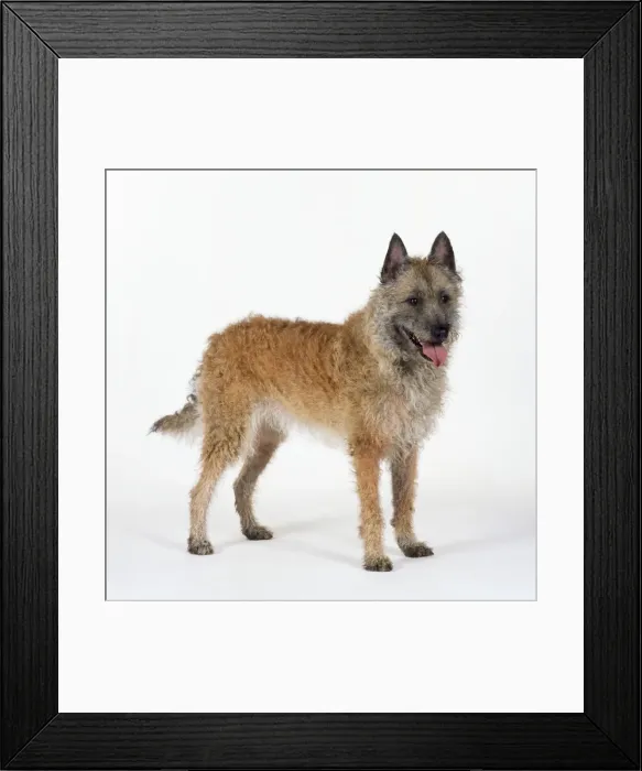 Framed Print : Laekenois Dog Framed Print : Laekenois Dog