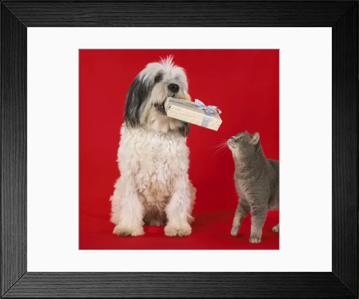 Framed Print : Polish Lowland Sheepdog - holding Christmas present with Blue Cat Framed Print : Polish Lowland Sheepdog - holding Christmas present with Blue Cat