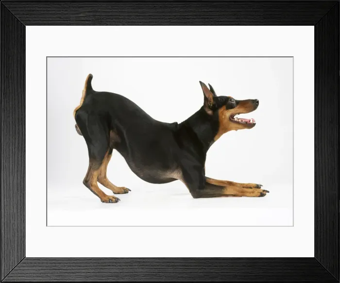 Framed Print : Miniature Pinscher Dog - resting on front legs Framed Print : Miniature Pinscher Dog - resting on front legs