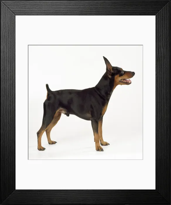 Framed Print : Minature Pinscher Framed Print : Minature Pinscher