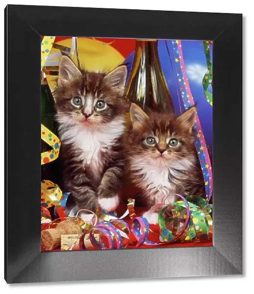 Maine Coon Cat - kittens in party setting