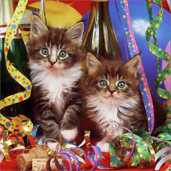 Maine Coon Cat - kittens in party setting