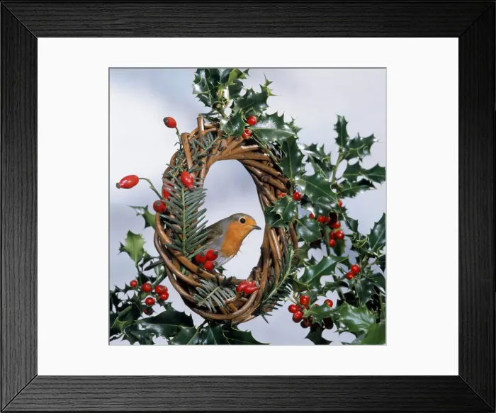 Framed Print : Robin - on wreath with holly & rosehips Framed Print : Robin - on wreath with holly & rosehips
