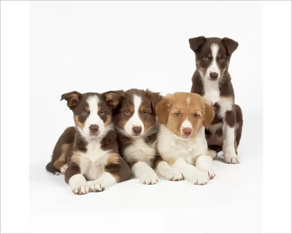 Border Collie Cross Dog - puppies