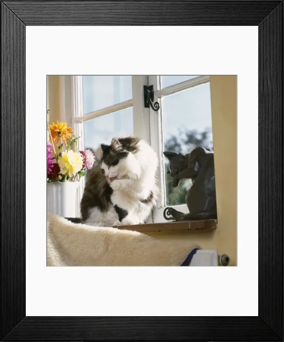 Framed Print : Cat - cleaning itself by window Framed Print : Cat - cleaning itself by window