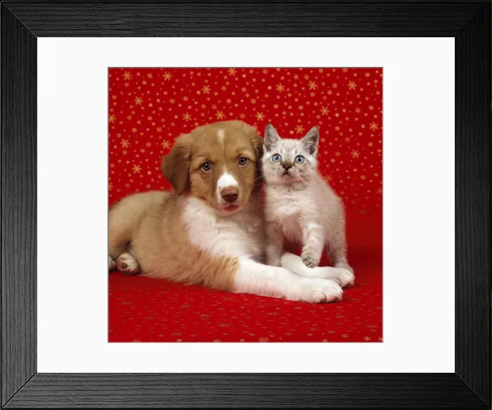 Framed Print : Border Collie Cross Dog - with kitten on starry background Framed Print : Border Collie Cross Dog - with kitten on starry background