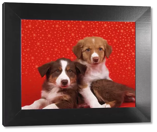 Border Collie Cross Dog - x2 puppies on starry background