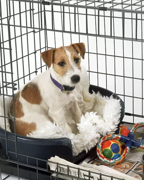 Jack Russell Terrier Dog - in cage