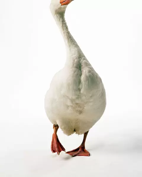 Roman Goose