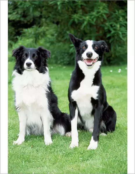 Border Collie Dog - with Smooth Collie Dog