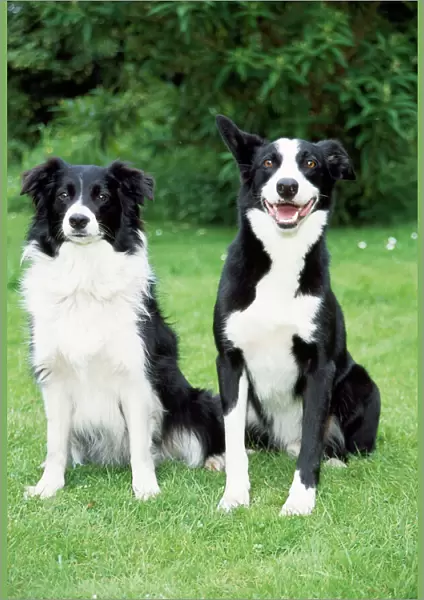 Border Collie Dog - with Smooth Collie Dog