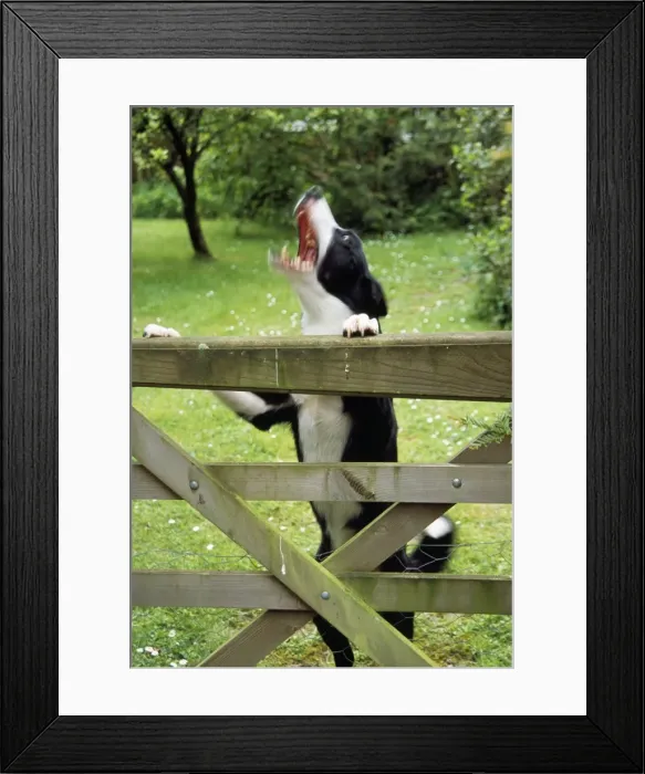 Framed Print : Smooth Collie Dog - barking at gate Framed Print : Smooth Collie Dog - barking at gate
