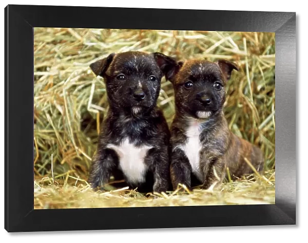 Staffordshire Cross Dog - x2 puppies