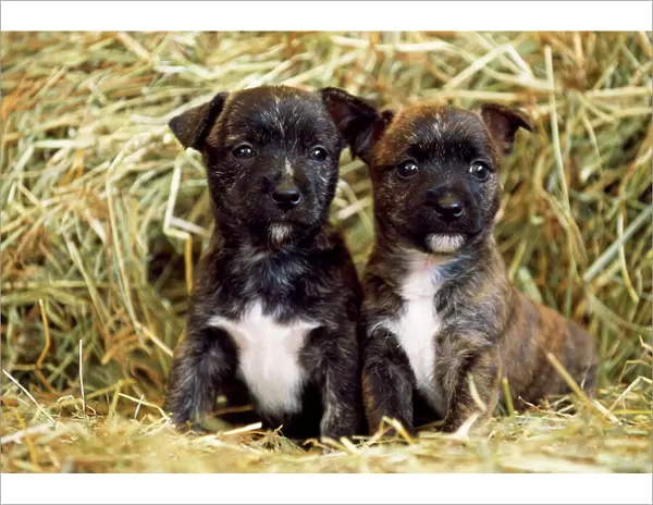 Staffordshire Cross Dog - x2 puppies