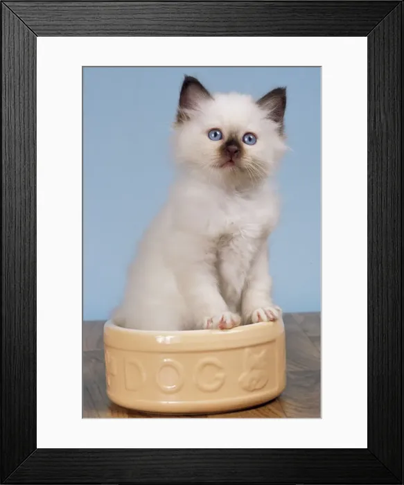 Framed Print : Borman Cat - kitten in dog bowl