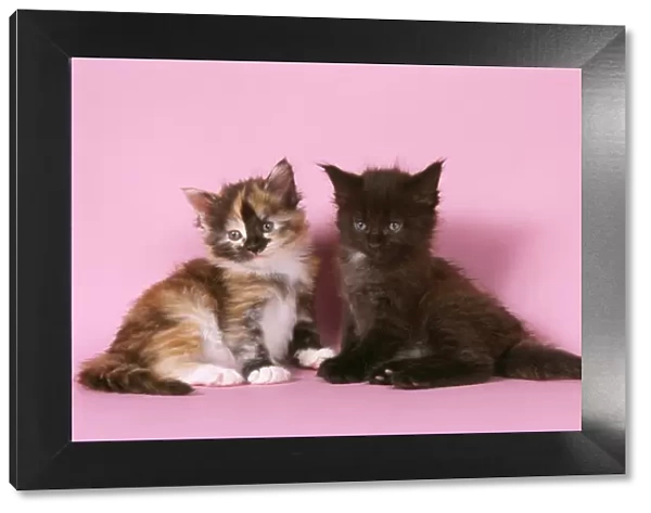 Tortoiseshell & Black Maine Coon Cats - x2 kittens