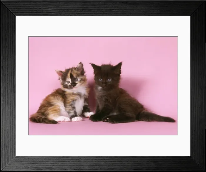 Framed Print : Tortoiseshell & Black Maine Coon Cats - x2 kittens Framed Print : Tortoiseshell & Black Maine Coon Cats - x2 kittens