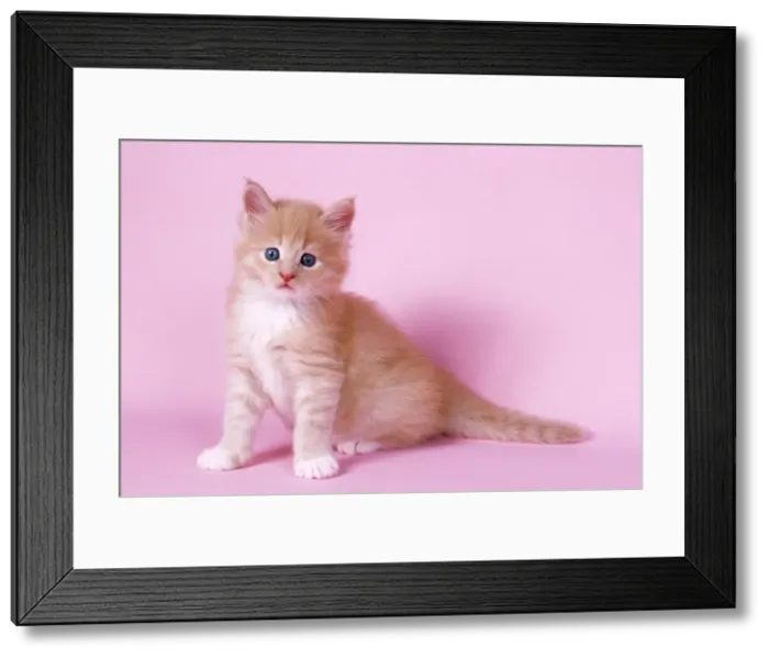 Framed Print : Cream & White Maine Coon Cat - kitten Framed Print : Cream & White Maine Coon Cat - kitten