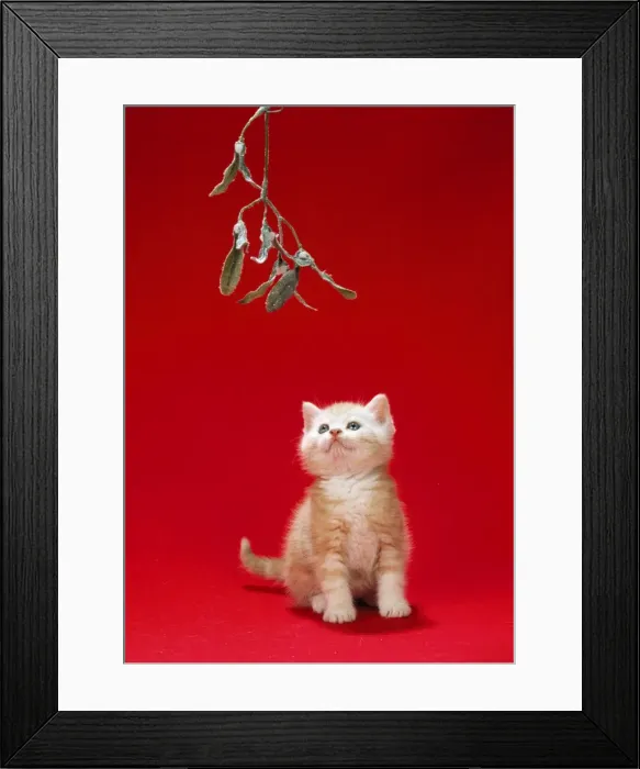 Framed Print : Ginger Cat - kitten under mistletoe Framed Print : Ginger Cat - kitten under mistletoe