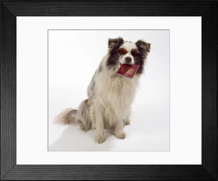 Framed Print : Border Collie Dog - holding passport & wearing sunglasses Framed Print : Border Collie Dog - holding passport & wearing sunglasses