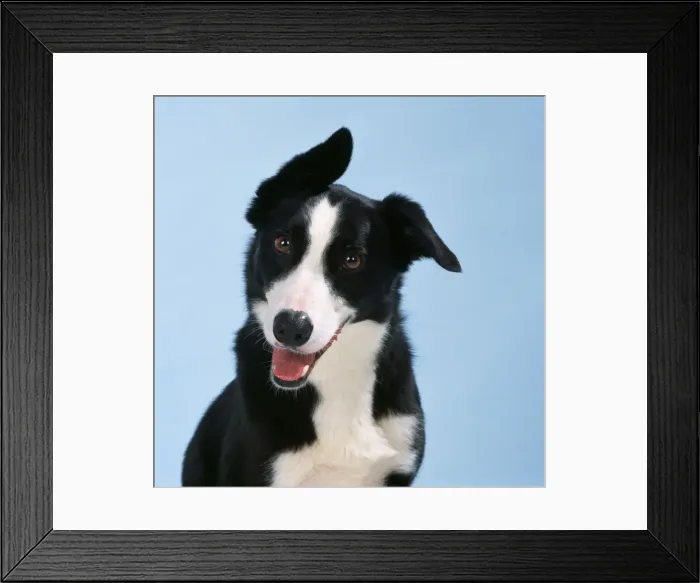 Framed Print : Smooth Collie Dog Framed Print : Smooth Collie Dog