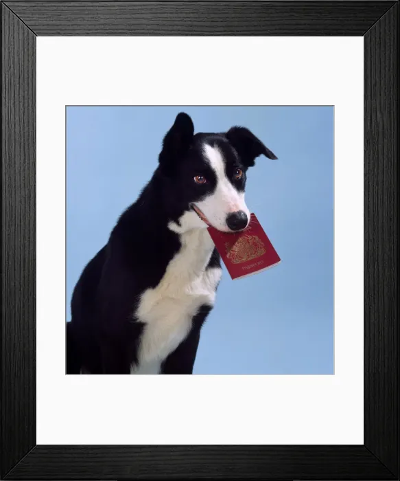 Framed Print : Smooth Collie Dog - holding passport Framed Print : Smooth Collie Dog - holding passport