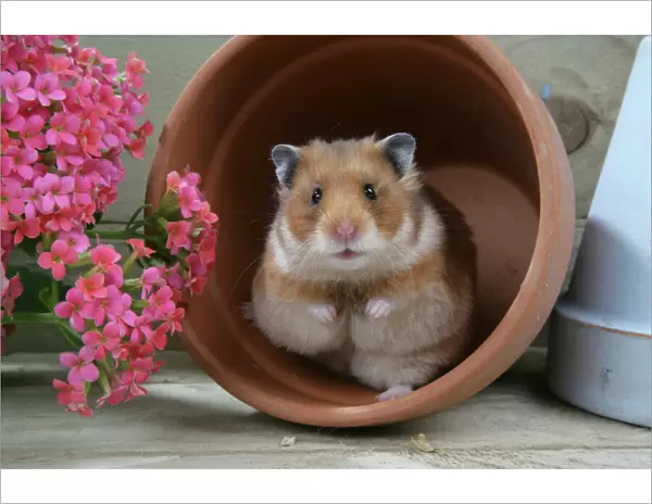 Syrian Hamster in flowerpot