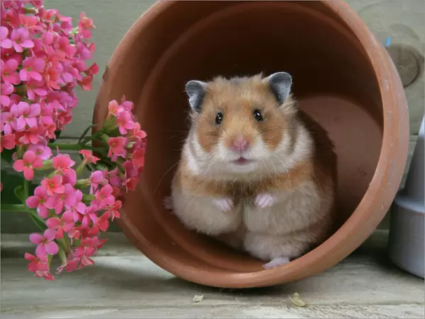 Syrian Hamster in flowerpot