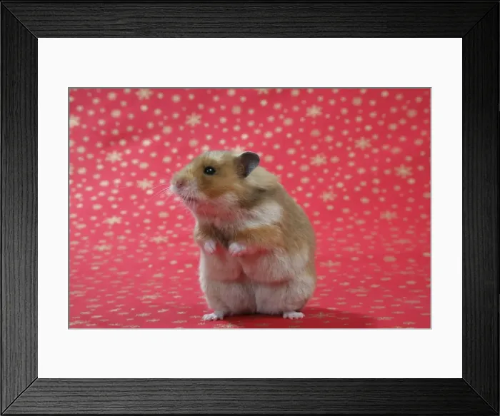 Framed Print : Syrian Hamster on Christmas material Framed Print : Syrian Hamster on Christmas material